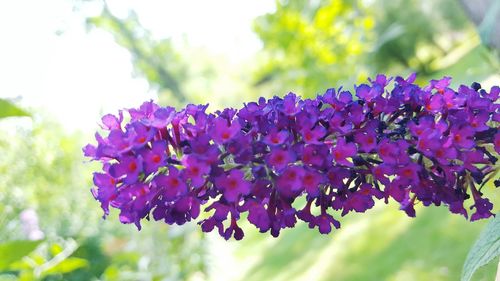 Close-up of purple flowers