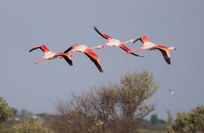 Greater flamingo - phoenicopterus roseus in camargue