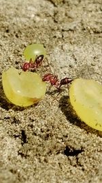 Close-up of yellow crab on sand