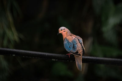 Close-up of bird perching on branch