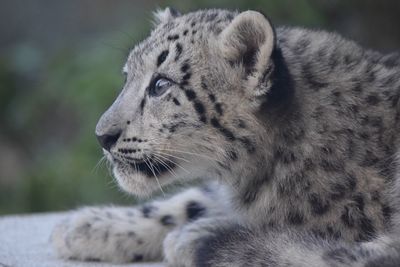 Close-up of a cat looking away