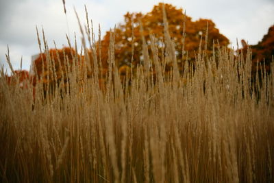 Close-up of stalks in field against sky