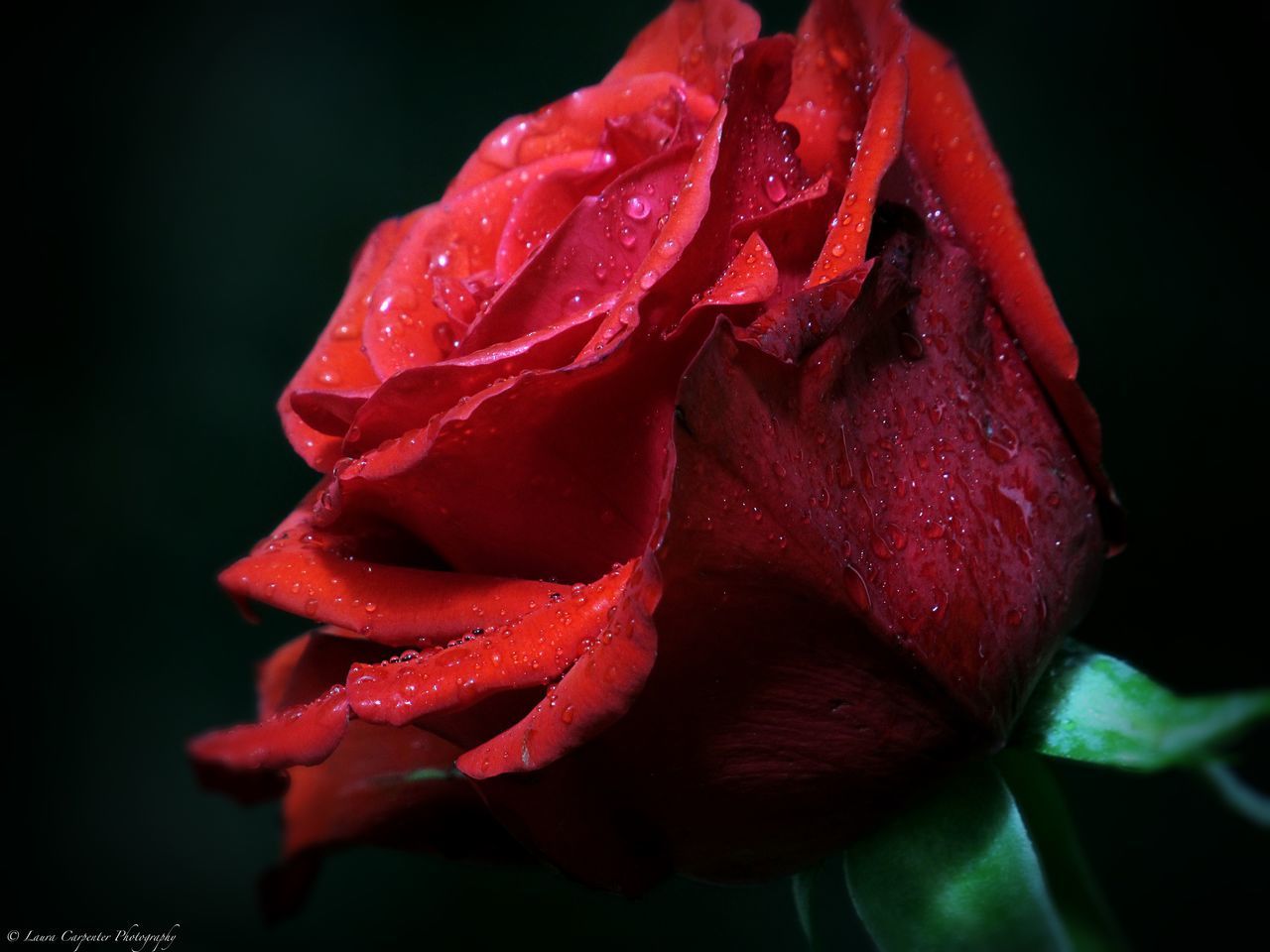 CLOSE-UP OF WET RED ROSE IN BLOOM