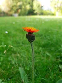 Close-up of flowering plant on field