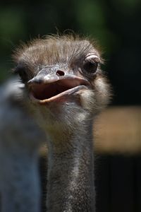 Close-up portrait of ostrich