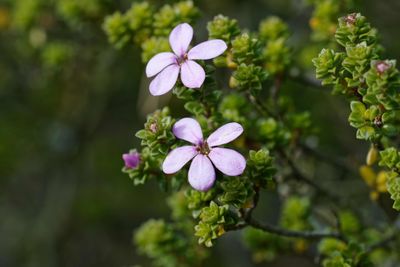 Close-up of pink flowering plant
