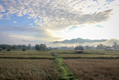 Scenic view of agricultural field against sky