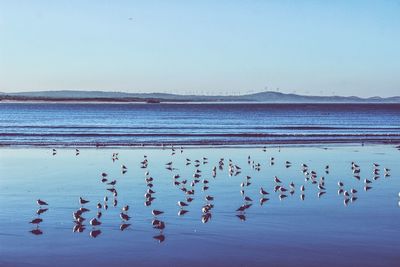 Flock of birds perching on calm blue sea