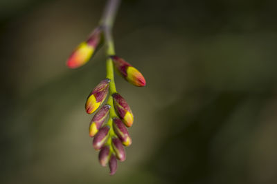 Close-up of flower against blurred background