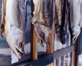 Close-up of fish for sale in market