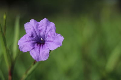 Close-up of purple flower