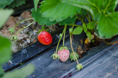 Close-up of strawberry growing on plant