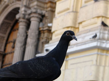 Low angle view of pigeon on building