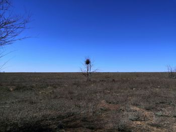 Bare tree on field against clear sky