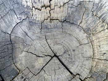 Full frame shot of tree stump