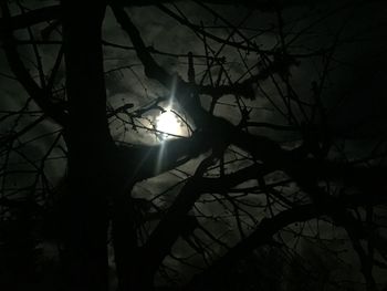 Low angle view of bare tree at night