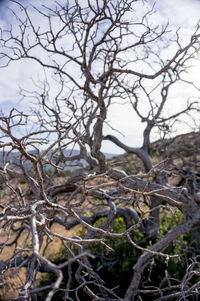 Close-up of bare tree against sky