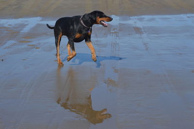 Dog on beach