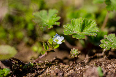 Flowers in the garden. high quality photo.