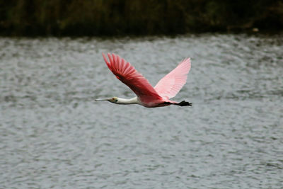 Close-up of bird flying over lake