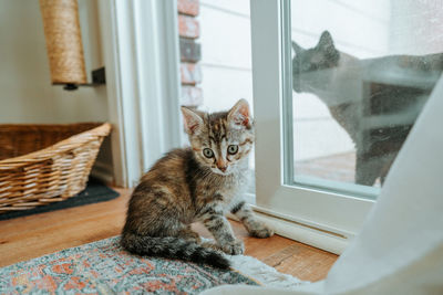 Portrait of cat sitting by window at home