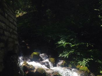 Scenic view of waterfall in forest