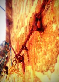 Close-up of plant against blurred background