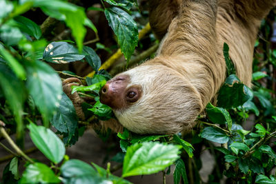 Upside down sloth hanging on tree