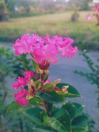 Close-up of pink flowers