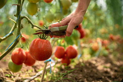 Cropped hand of farmer harvesting tomato