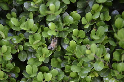 Full frame shot of green leaves