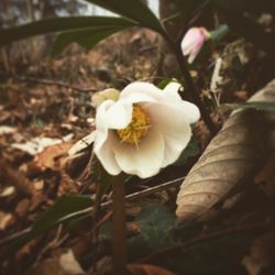 Close-up of white flowers