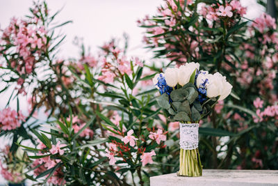 Close-up of white flowering plant in vase