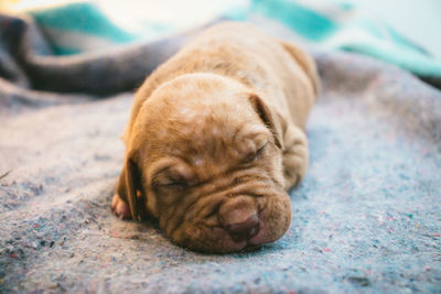 Pitbull puppy,