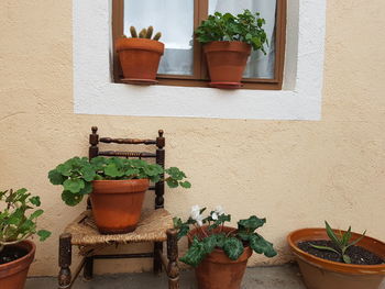 Potted plants on window sill
