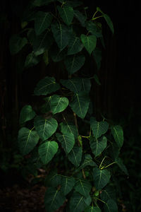 Close-up of fresh green leaves on plant at night