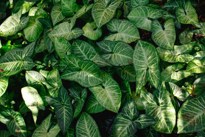 Full frame shot of fresh green leaves