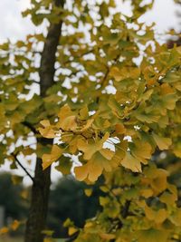 Close-up of yellow flowers blooming on tree