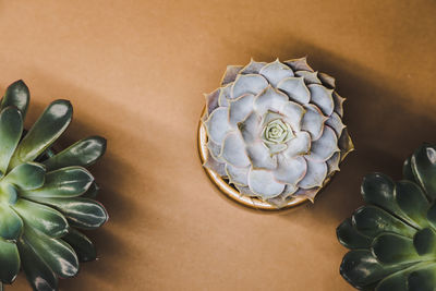 Close-up of succulent plant on table