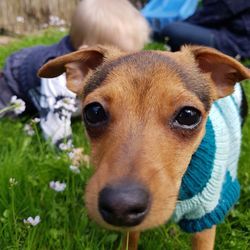 Close-up portrait of dog on field