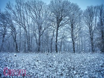 Bare trees against sky during winter