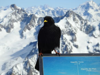 Black bird perching on snow covered mountain