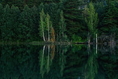 Scenic view of lake amidst trees in forest