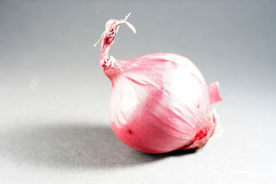 Close-up of apple against white background