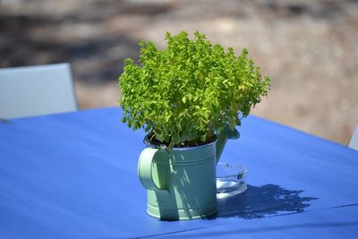 Close-up of potted plant on table