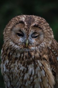 Close-up portrait of owl