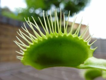 Close-up of plant