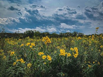 Yellow flowering plants on field against sky