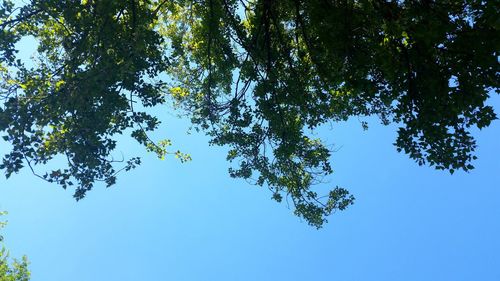 Low angle view of tree against clear blue sky