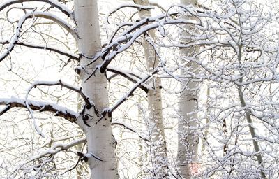 Low angle view of bare trees